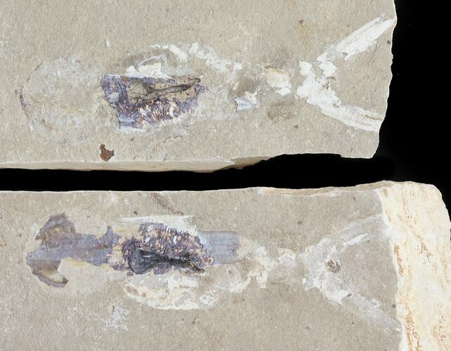 Cretaceous Squid (Pos/Neg) - Soft-Bodied Preservation #48541